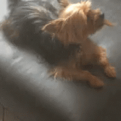 A Small Dog Is Laying Down On A Bed GIF