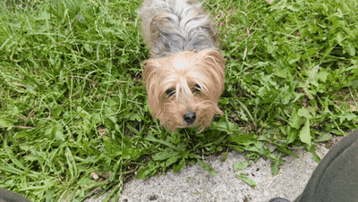 A Small Dog Is Laying In The Grass And Looking Up At The Camera GIF