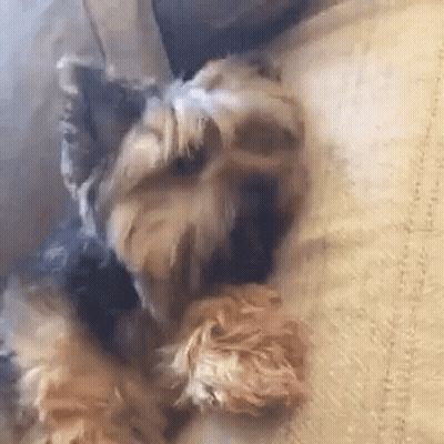 A Small Dog Is Laying On A Bed With Its Head On A Blanket . GIF