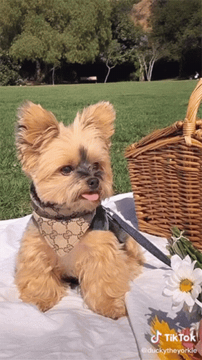 A Small Dog Is Laying On A Blanket Next To A Wicker Basket And Flowers GIF