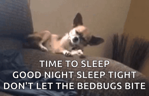 A Small Dog Is Laying On A Couch With The Words Time To Sleep Good Night Sleep Tight Don 'T Let The Bedbugs Bite GIF