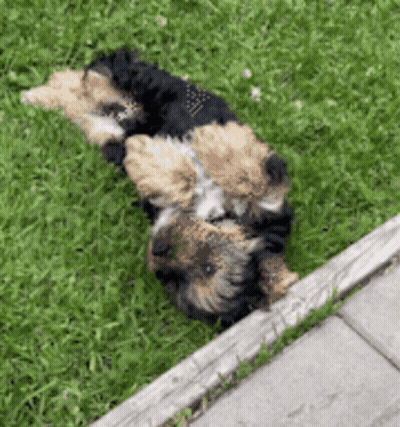 A Small Dog Is Laying On Its Back In The Grass Near A Sidewalk . GIF