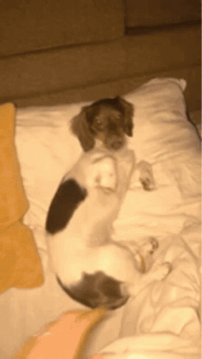 A Small Dog Is Laying On Its Back On A Bed GIF