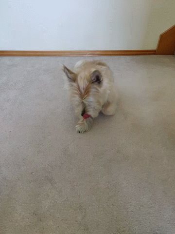 A Small Dog Is Laying On The Floor Looking Up GIF
