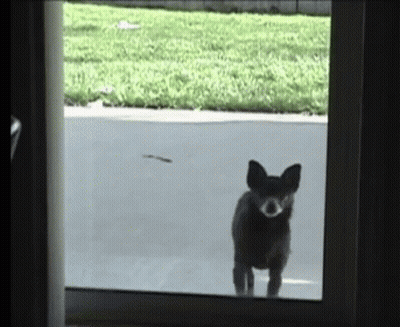 A Small Dog Is Looking Out Of A Window At A Bird GIF