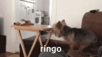 A Small Dog Is Playing With A Person 'S Leg And The Word Ringo Is On The Bottom Of The Image . GIF