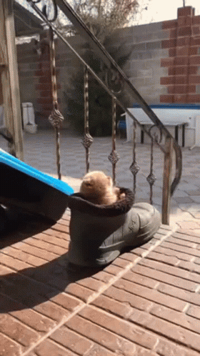 A Small Dog Is Sitting In A Boot On A Brick Floor . GIF