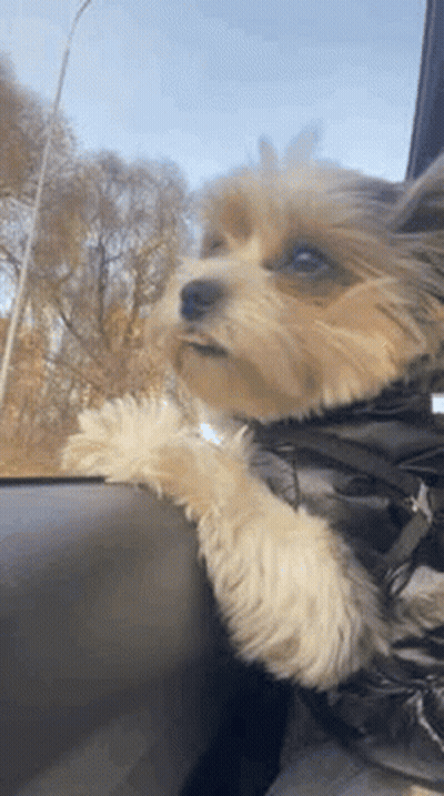 A Small Dog Is Sitting In The Back Seat Of A Car Looking Out The Window . GIF