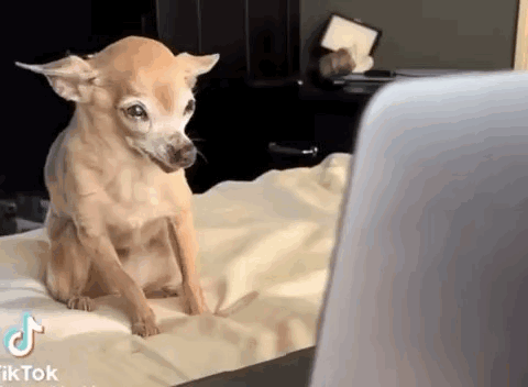 A Small Dog Is Sitting On A Bed Looking At A Laptop Screen . GIF
