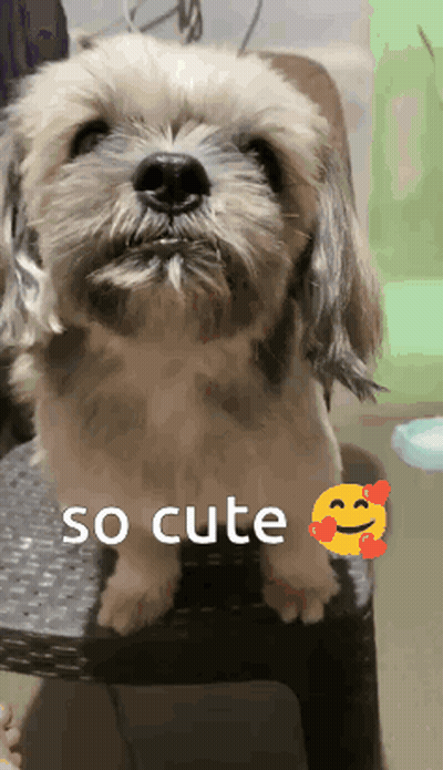 A Small Dog Is Sitting On A Chair With The Words So Cute Written Below It GIF