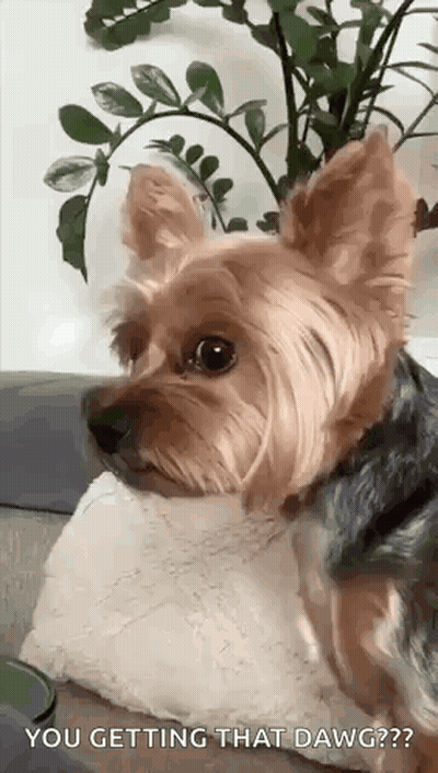 A Small Dog Is Sitting On A Couch Looking At The Camera . GIF