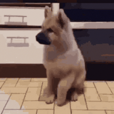 A Small Dog Is Sitting On A Tiled Floor In Front Of A Cabinet . GIF