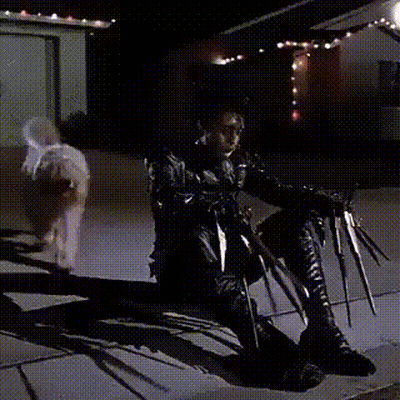 A Small Dog Is Sitting On A Wooden Floor Next To A Purple Mat GIF