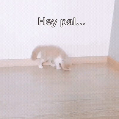 A Small Dog Is Standing On A Wooden Floor With The Words Of This Written On The Bottom GIF
