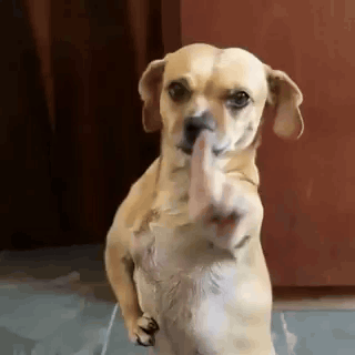 A Small Dog Is Standing On Its Hind Legs And Giving A Middle Finger . GIF