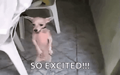 A Small Dog Is Standing On Its Hind Legs Next To A Chair And A Table . GIF