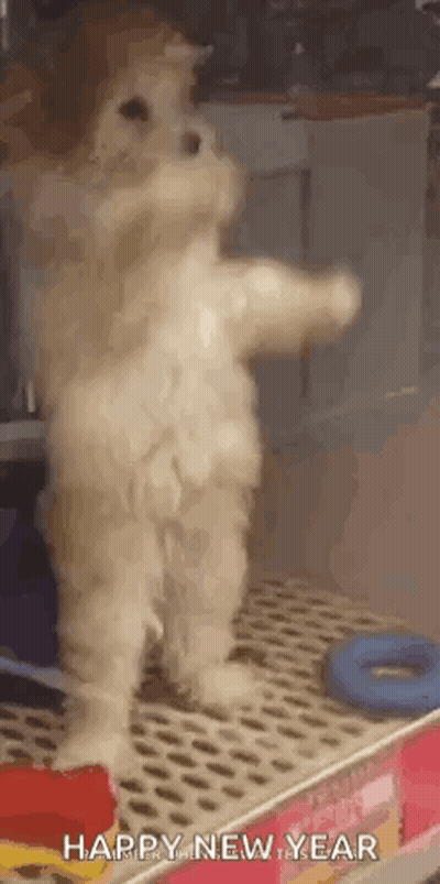 A Small Dog Is Standing On Its Hind Legs On A Shelf And Waving At The Camera . GIF