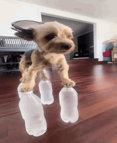 A Small Dog Is Standing On Two Plastic Bottles On A Wooden Floor GIF