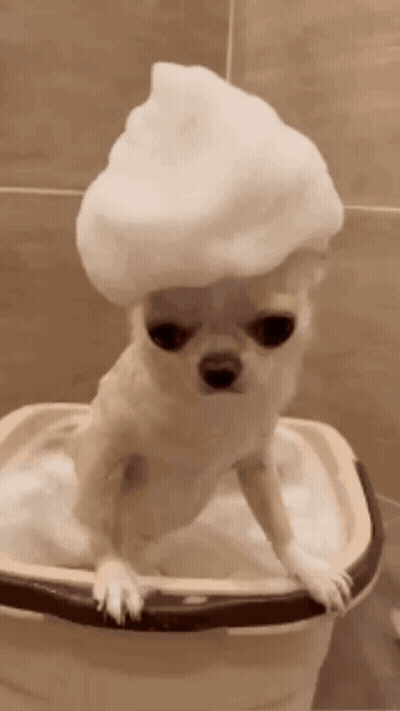 A Small Dog Is Taking A Bath In A Bucket With Soap Foam On Its Head . GIF