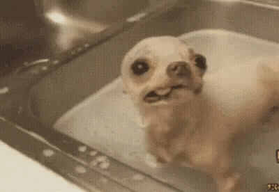 A Small Dog Is Taking A Bath In A Sink And Making A Funny Face . GIF