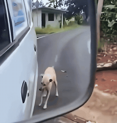 A Small Dog Is Walking Along The Side Of A Road GIF