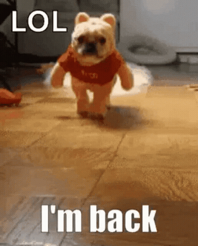 A Small Dog Is Wearing A Winnie The Pooh Costume And Running On A Wooden Floor . GIF