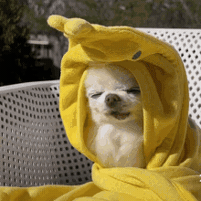 A Small Dog Is Wearing A Yellow Hooded Blanket GIF