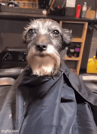 A Small Dog Is Wrapped In A Black Cape And Smiling At The Camera GIF