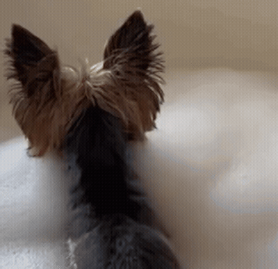 A Small Dog Laying In A Bathtub With Bubbles GIF