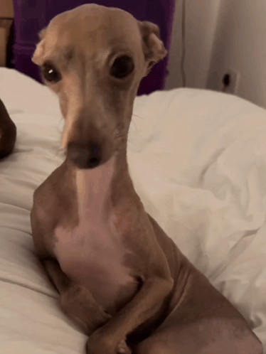 A Small Dog Laying On A Bed With A Purple Box In The Background GIF
