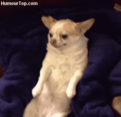 A Small Dog Laying On A Blue Blanket With Humourtop.com Written On The Bottom Right GIF