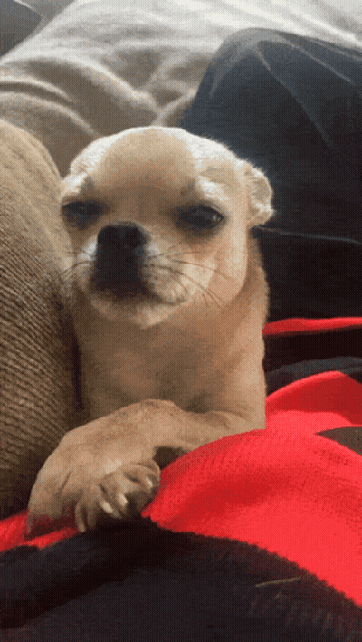 A Small Dog Laying On A Red Blanket GIF