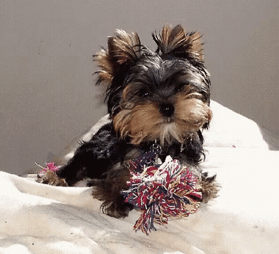 A Small Dog Laying On A White Blanket Holding A Colorful Toy GIF