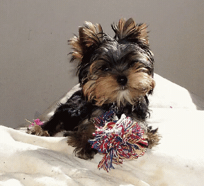 A Small Dog Laying On A White Blanket With A Colorful Toy In Its Mouth GIF