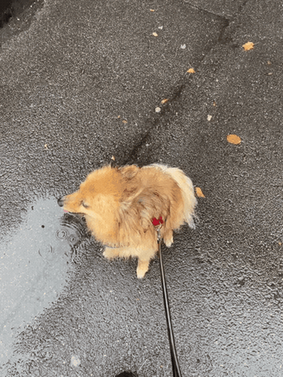 A Small Dog On A Leash Is Standing In A Puddle Of Water GIF