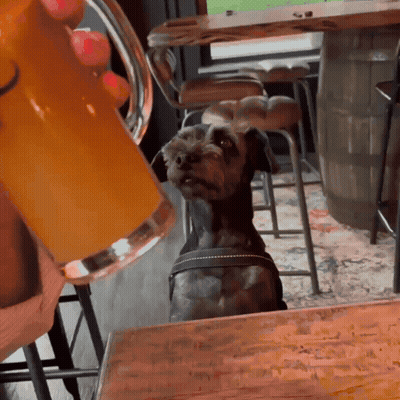 A Small Dog Sitting At A Table Looking Up At A Mug Of Beer GIF