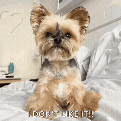 A Small Dog Sitting On A Bed With The Words " I Don 'T Like It " Above It GIF