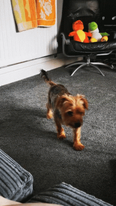 A Small Dog Standing In A Living Room With Stuffed Animals On The Floor GIF