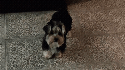 A Small Dog Standing On A Tiled Floor Looking At The Camera GIF