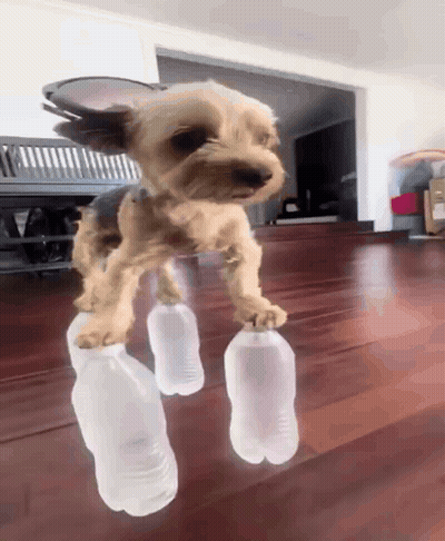 A Small Dog Standing On Top Of Two Plastic Bottles GIF
