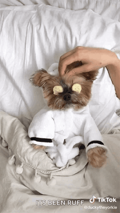 A Small Dog Wearing A Bathrobe With Cucumbers On Its Eyes Is Laying On A Bed . GIF