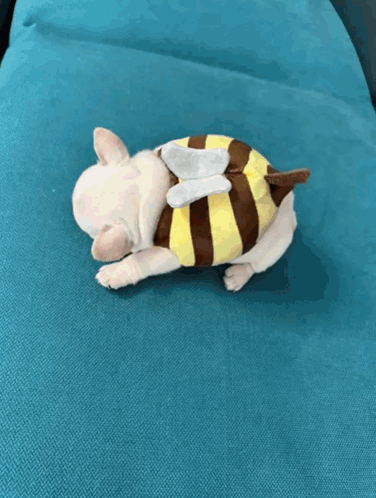 A Small Dog Wearing A Bee Costume Is Sleeping On A Couch GIF
