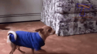 A Small Dog Wearing A Blue Sweater Is Walking In A Room GIF
