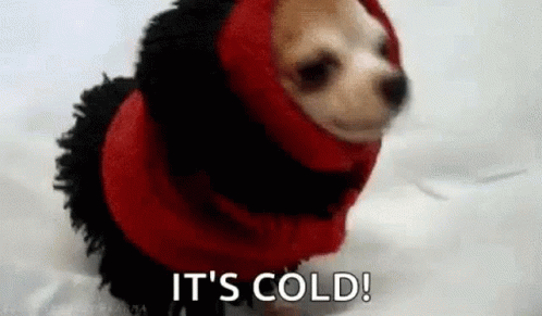 A Small Dog Wearing A Red Jacket And Scarf Is Standing In The Snow . GIF