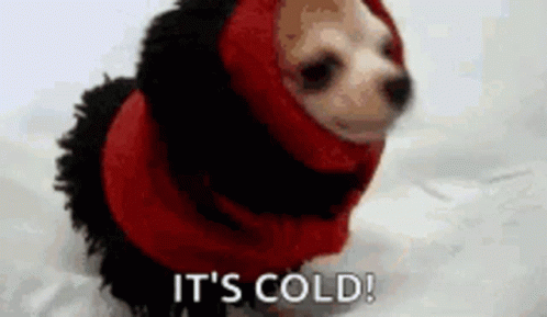 A Small Dog Wearing A Red Sweater And Scarf Is Sitting In The Snow . GIF