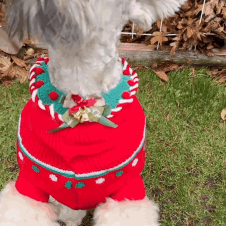 A Small Dog Wearing A Red Sweater With A Candy Cane Wreath Around Its Neck . GIF