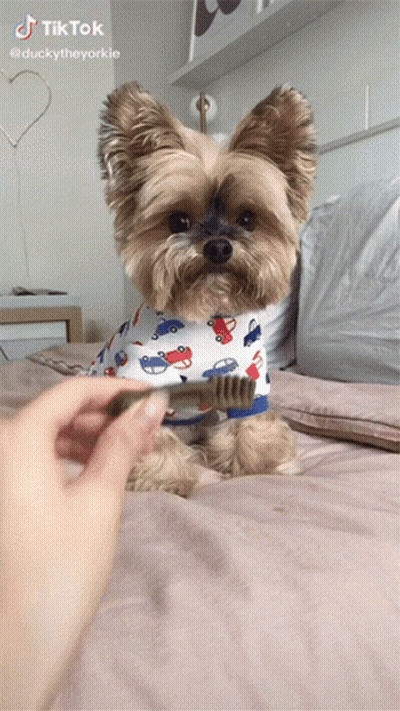 A Small Dog Wearing A Shirt With Cars On It Is Being Brushed By A Person GIF