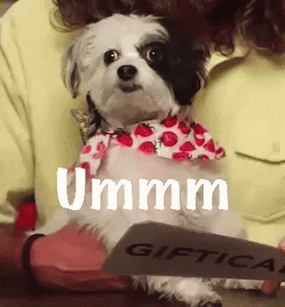 A Small Dog Wearing A Strawberry Shirt Is Being Held By A Person GIF
