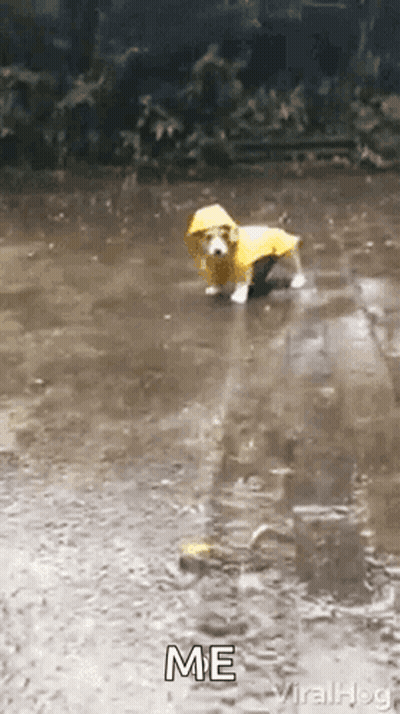 A Small Dog Wearing A Yellow Raincoat Is Standing In A Puddle . GIF