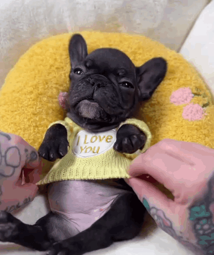 A Small Dog Wearing A Yellow Sweater That Says I Love You GIF